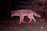 Coyote_091510_0614hrs